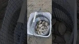 Fat Pat and Fat Albert digging up some clams #fatalbert #clam #clamdigging