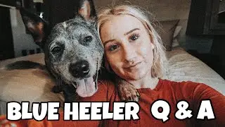 Answering Questions about my Australian Cattle Dog