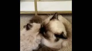Kitten Forced Into Bath Time