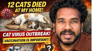 ஒரே வீட்டில் 12 பூனைகள் மரணம் &ndash; காரணம் என்ன? | Save Cats | Vaccine Awareness Tamil