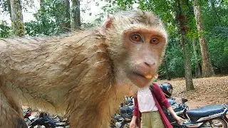 Monkey Rolex His Hair After Raining So Good And He Also Hungry With Monkey Sok Get Some Rice To Eat