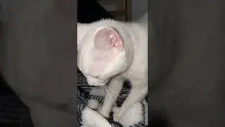 Cat Kneading Blanket 🐾🤍 #cat #kitten #whitecat #catkneading #catlover