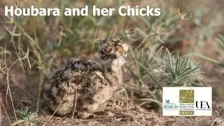 Asian Houbara and her Chicks.