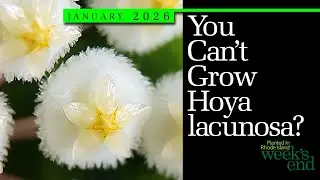 YOU CAN'T GROW HOYA LACUNOSA ? | Tips & Suggestions For Growing And Blooming This Great Hoya Species