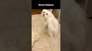 Maltese are not just toy dogs 🥰 #maltese #dog #maltesedog #doglove #malteselovers