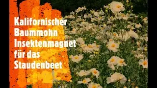 Kalifornischer Baummohn | Romneya coulteri