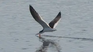 Black skimmer bird catching fish over water surface