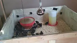 How to raise day old chicks(Potch Koekoek)