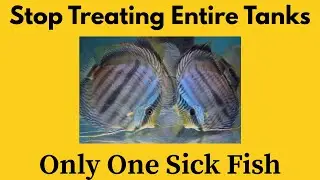 Why ONE Discus Has HITH in a Room of 300 (Real Cause Explained)