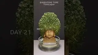 Growing chia seeds with buddha statue timelapse #garden #amazingtimelapse #gardening