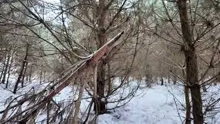 Winter Forest Walk in Poland 🇵🇱 | Natural Snow Sounds | No Music, 10 Minutes