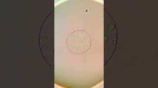 THE BEHAVIOR OF OIL -- CHEMISTRY IN ACTION