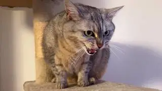 Guard cat is guarding well