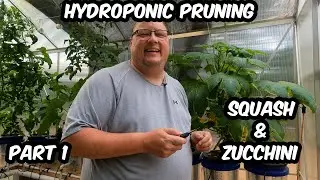 Hydroponic Pruning in a Greenhouse. |Part 1|Squash and Zucchini. Grow Up - Not Out