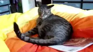 Gatto pazzo furioso!