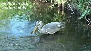 blauwe reiger  grey heron