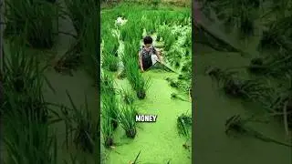 How China Turns Water Hyacinth into Millions! 🤯 #farming #short #shorts