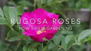 How to Grow Rugosa Roses -  Rugspin and other Varieties