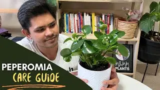 Peperomia Plant Complete Care Guide | Easiest Tips To Follow!