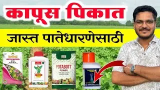 कापूस जास्त पातेधारणेसाठी ⚡ Kapus jast patedharna honyasathi Uoay