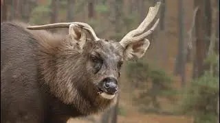 Documentary - Biodiversity of Royal Manas National Park .