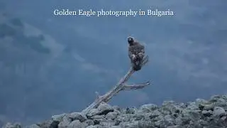 Golden eagle photography in Bulgaria