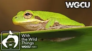 Tree Frogs | With The Wild Things feat. Dr. Jerry Jackson