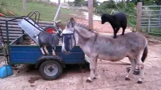 Goats and Donkeys