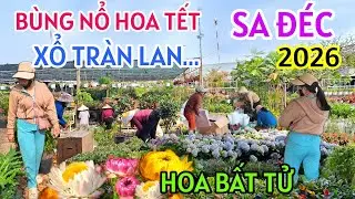 VỠ TRẬN HOA TẾT SA ĐÉC 2026 XỔ TRÀN LAN - LẦN ĐẦU TIÊN XUẤT HIỆN HOA BẤT TỬ