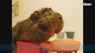 Squeak Dreams Christmas 2015 Contest Entry