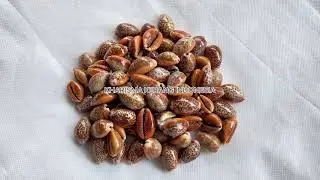 STAPHYLAEA SEMIPOLTA CYPRAEIDEA SHELL COWRIE SHELL SEA SHELL COLLECTION KERANG LAUT KERANG KOLEKSI