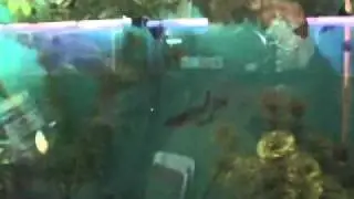 New setup,Garage fish room