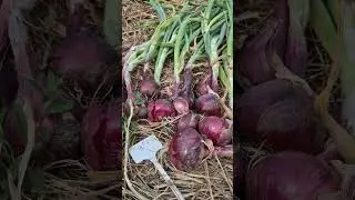 Огляд цибулі Ред Барон #город #цибуля #біопрепарати #органіка #безхімії #есогород #редбарон #farming