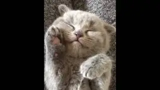 Just Dreaming, Sleeping, Napping Animals