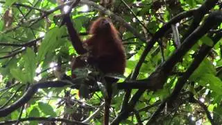Maroon Langur / Red Leaf Monkey Presbytis rubicunda feeding on leaves at Gomantong Caves