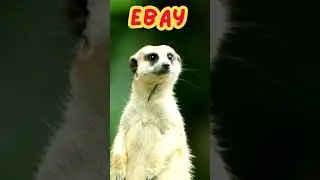 This Is What Happens When I Try eBay!