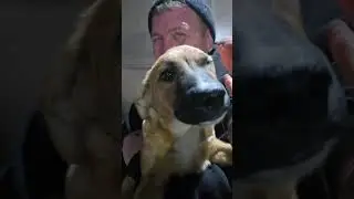 Пристройство , сегодня. Рыжику дом нашелся! #приюткарипиди #помощьбездомным