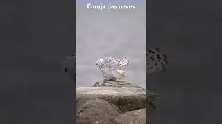 A coruja das neves &eacute; uma grande ave de rapina de plumagem branca