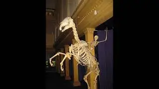 (SOLVED: A song about a skeleton - Cricket!) Unknown artist - Sexy Skeleton (LOSTWAVE)