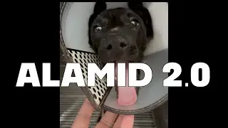 ALAMID - NAKALIGTAS SA CORONA, GIARDIA AT PARVO