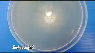Mycology Lab Practical 2: Isolation of mushroom spores (Schizophyllum commune)
