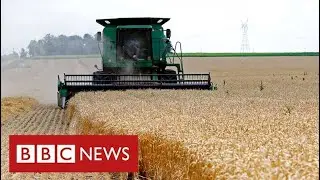 Ukraine War creating &ldquo;global food crisis&rdquo; says world trade body - BBC News