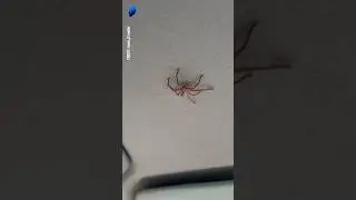What would you do if a spider hitched a ride in your car? #spider #Australia