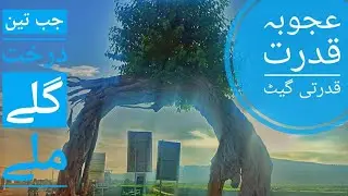 Exploring the Natural Tree Gate in Basharat Village, Tehsil Choasaiden Shah, District Chakwal