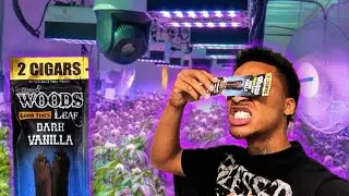 Trying Dark Vanilla Woods&hellip;🔥🫁&hellip;punching #shorts #ytshorts #viral #funny 