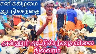 அன்னூர் ஆட்டுச்சந்தை விலை நிலவரம் #goat #goatmarket #lowprice #market #sheep @Tamil-5500