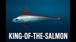 King-of-the-Salmon: The Ghostly Ribbon That Rules the Northern Seas