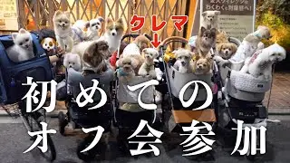 クレマさん初めてのオフ会参加！17ワンちゃん大集合！【トイプードル】
