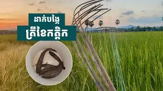 ខែកក្តិកត្រីចុះចូលត្រពាំង ដាក់បង្កៃខាំច្រើន#sanghafishing #bamboorod