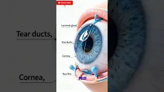 Understanding the Eye: How the Tear System Works&rdquo;